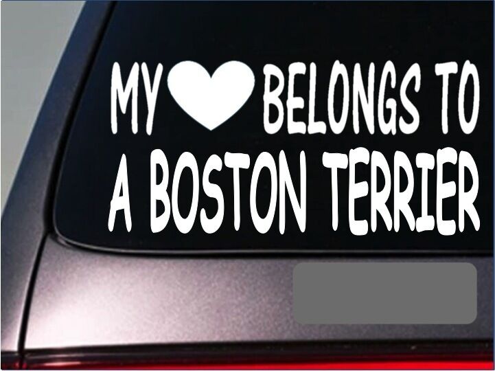Boston Terrier My Heart Belongs Vinyl Decal – 8 Inch