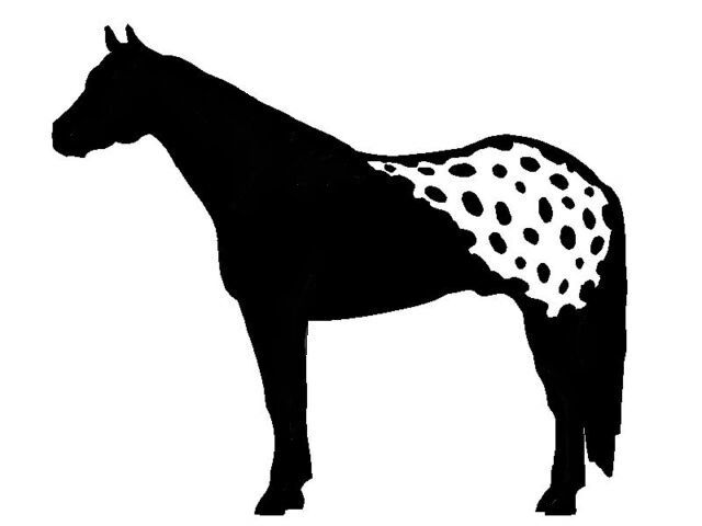 2 Large Appaloosa Horse Vinyl Decal – 12.5 Inch