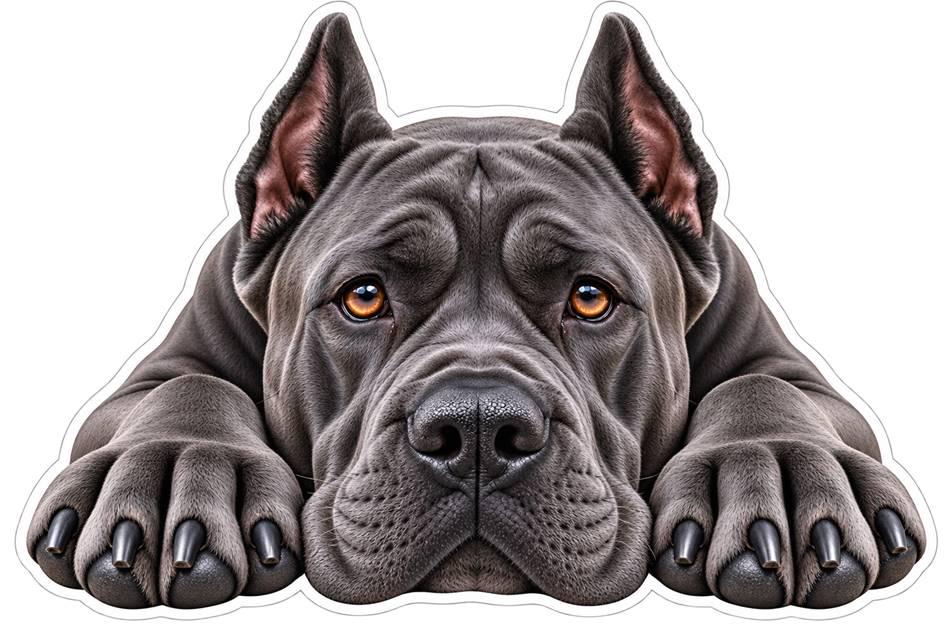 Cane Corso Sticker, Italian Mastiff Dog Vinyl Decal, Waterproof Laminated Dog Sticker st 117