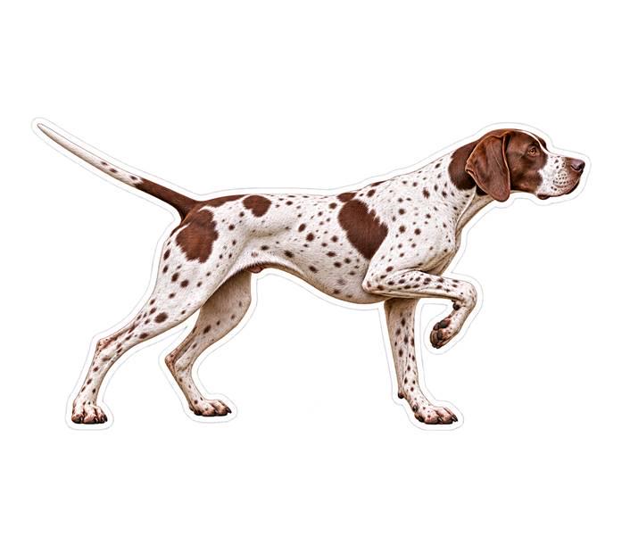 English Pointer Sticker, Bird Dog Vinyl Decal, Quail Hunting Dog Sticker ST 131