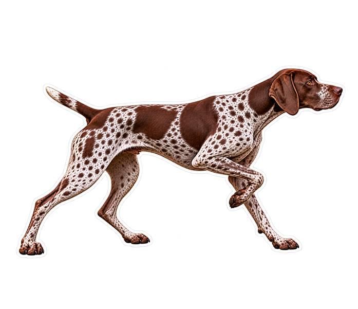 German Shorthaired Pointer Sticker, GSP Hunting Dog Vinyl Decal, Bird Dog Sticker ST 129