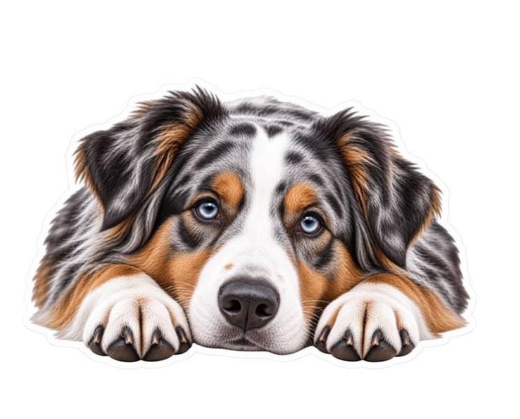 Australian Shepherd Sticker, Aussie Dog Sticker, Blue Merle Aussie Decal, Australian Shepherd Gift, Dog Lover Vinyl Sticker st 088