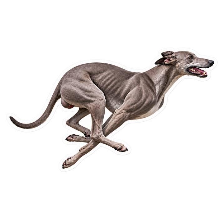 Greyhound Sticker, Running Greyhound Vinyl Decal, Waterproof Laminated Dog Sticker st 166