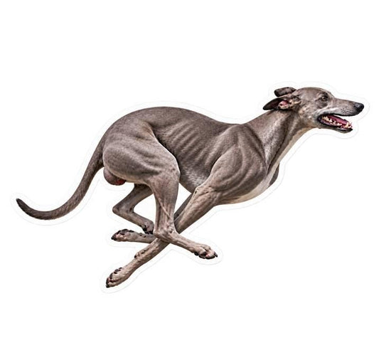 Greyhound Sticker, Running Greyhound Vinyl Decal, Waterproof Laminated Dog Sticker st 166