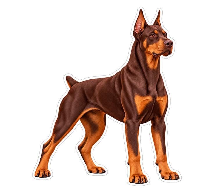 Doberman Pinscher Sticker, Doberman Dog Vinyl Decal, Waterproof Laminated Dog Sticker st 173