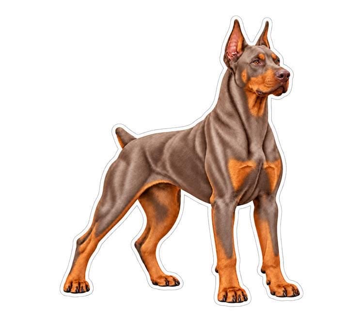 Doberman Pinscher Sticker, Doberman Dog Vinyl Decal, Waterproof Laminated Dog Sticker st 173