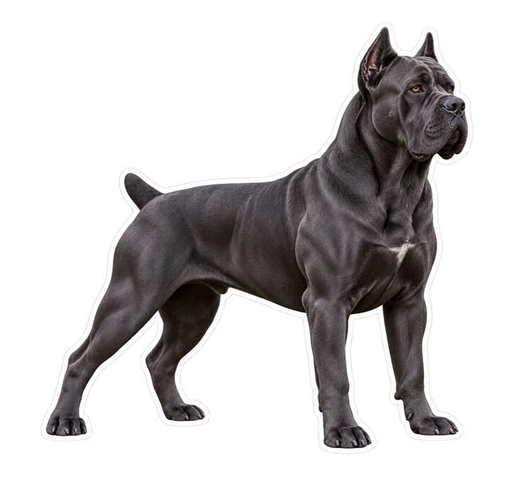 Cane Corso Sticker, Italian Mastiff Dog Vinyl Decal, Waterproof Laminated Dog Sticker ST 176