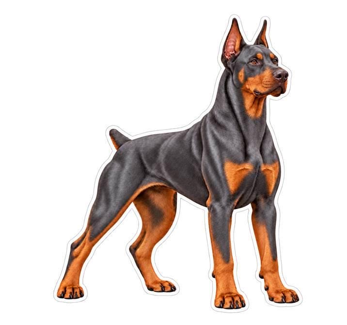 Doberman Pinscher Sticker, Doberman Dog Vinyl Decal, Waterproof Laminated Dog Sticker st 173