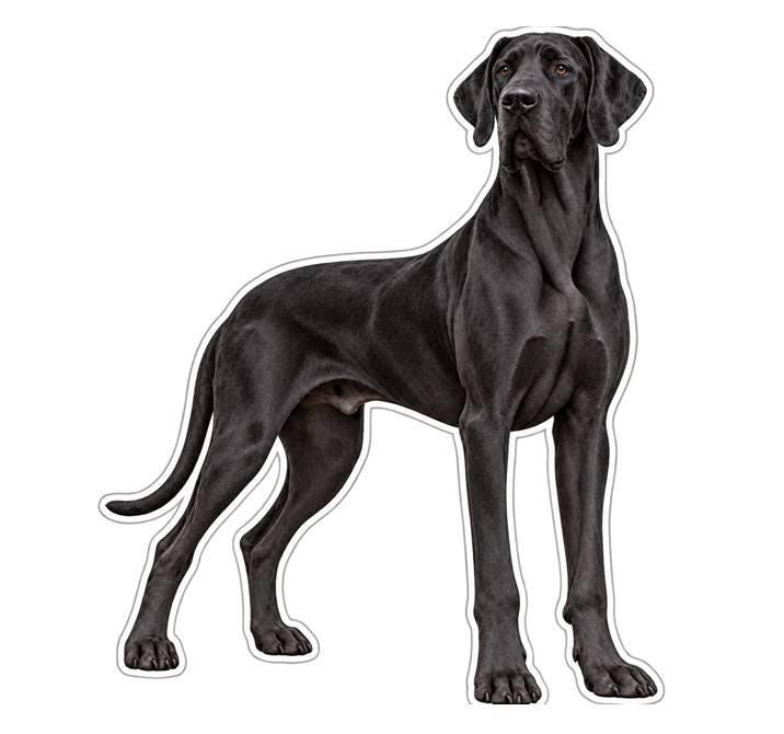 Great Dane Sticker, Great Dane Dog Vinyl Decal, Waterproof Laminated Dog Sticker st 174