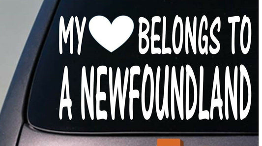 My Heart Belongs to a Newfoundland Vinyl Decal