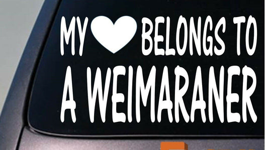 My Heart Belongs to a Weimaraner Vinyl Decal