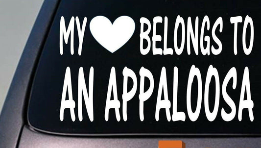 My Heart Belongs to a Appaloosa Vinyl Decal