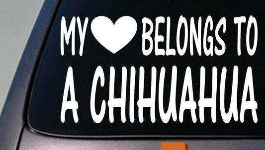 My Heart Belongs to a Chihuahua Vinyl Decal