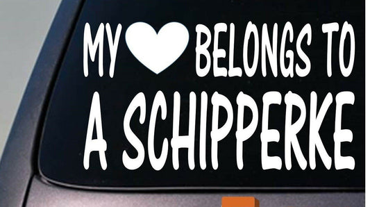 My Heart Belongs to a Schipperke Vinyl Decal