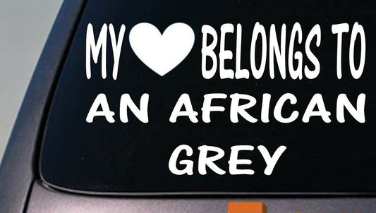 My Heart Belongs to a African Grey Vinyl Decal