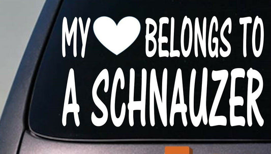 My Heart Belongs to a Schnauzer Vinyl Decal