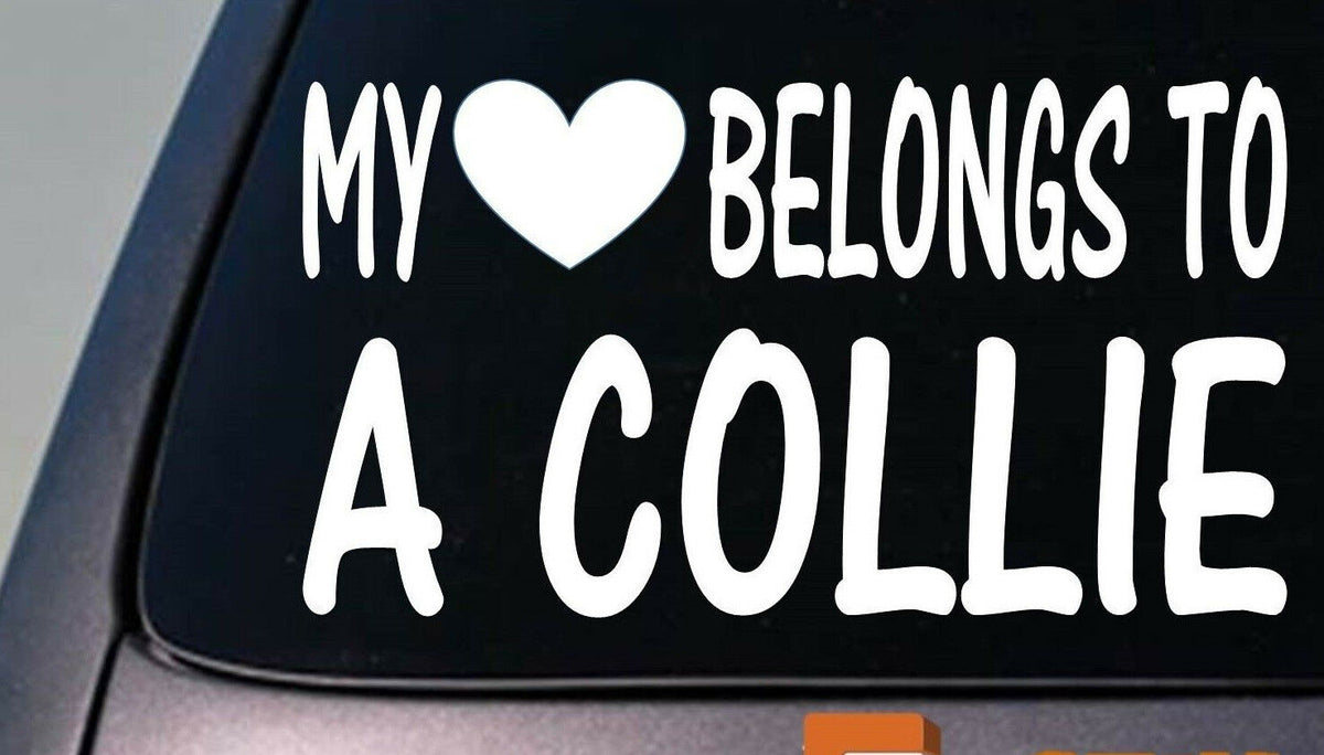 My Heart Belongs to a Collie Vinyl Decal