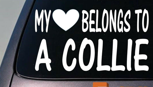 My Heart Belongs to a Collie Vinyl Decal